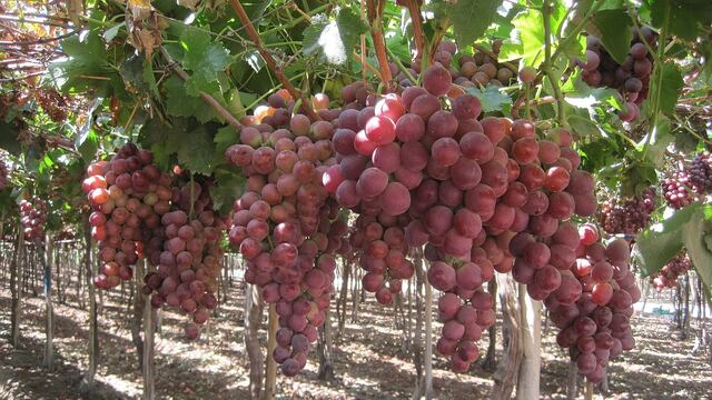Gremio de frutas de Chile ve opción de inversión conjunta en uvas con Perú