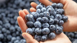Exportación de arándano podría romper récord en la campaña 2024-2025
