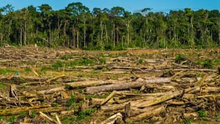 Ley de incentivos para plantaciones forestales: ¿cuáles serían sus efectos en la Amazonía?
