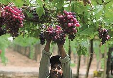 Ecosac va tras novedades con la uva, ¿qué cambia su sociedad con Atitlan?