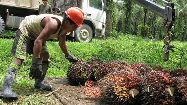 Palmicultores planean invertir en dos plantas de aceite en la selva 