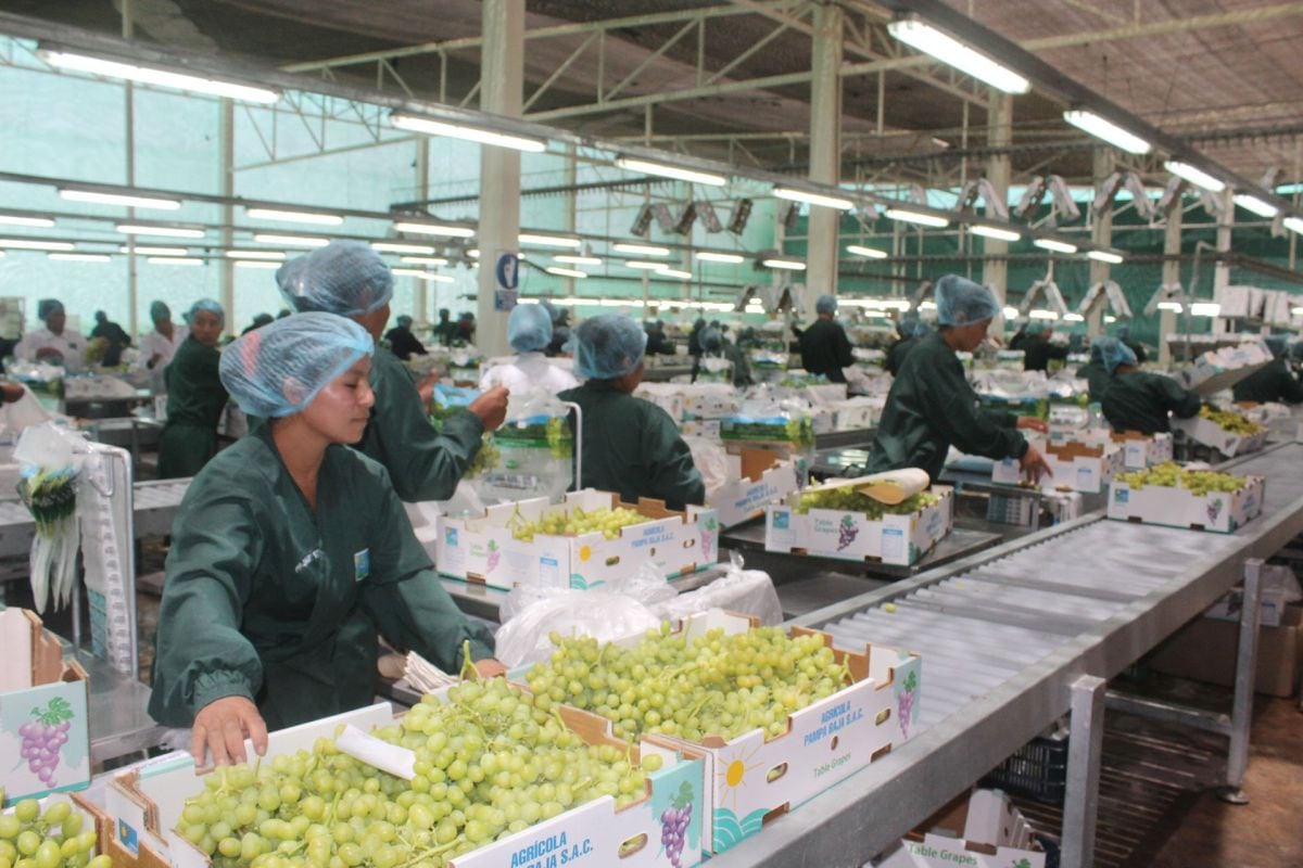 12 de junio del 2009. Hace 17 años. Agroexportadores afrontan cambios en estilo de consumo en EE.UU.