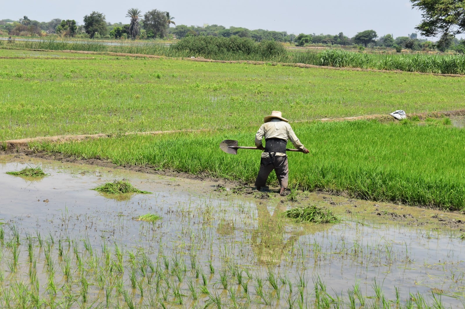 Campaña de arroz en Morropón. (Foto: Andina)