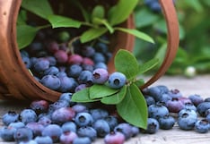 Penta invertirá US$60 millones en 400 hectáreas de arándanos en Trujillo