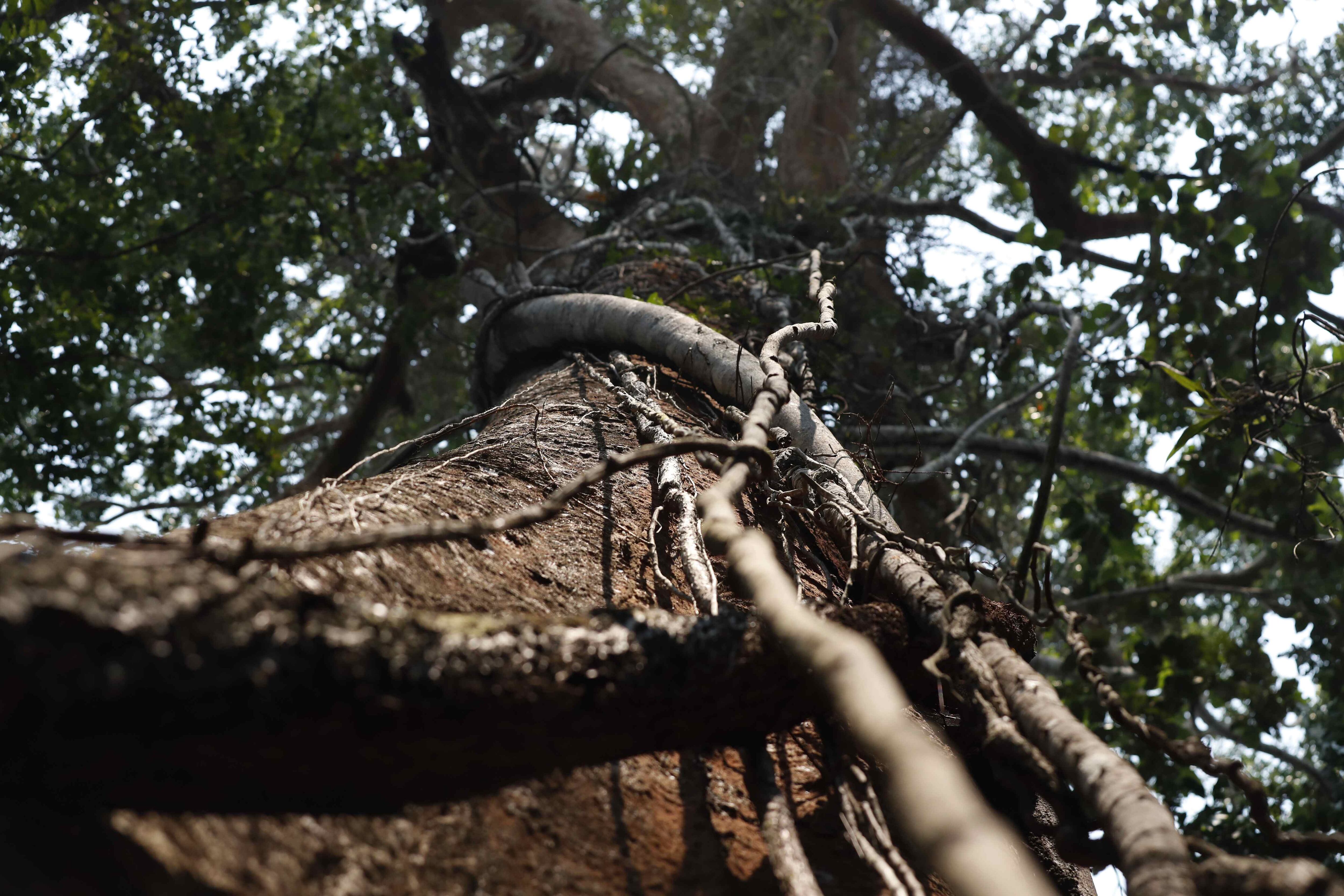 "La mayor parte de la agricultura en la selva está en manos de pequeños productores". (Foto: Paolo Aguilar)