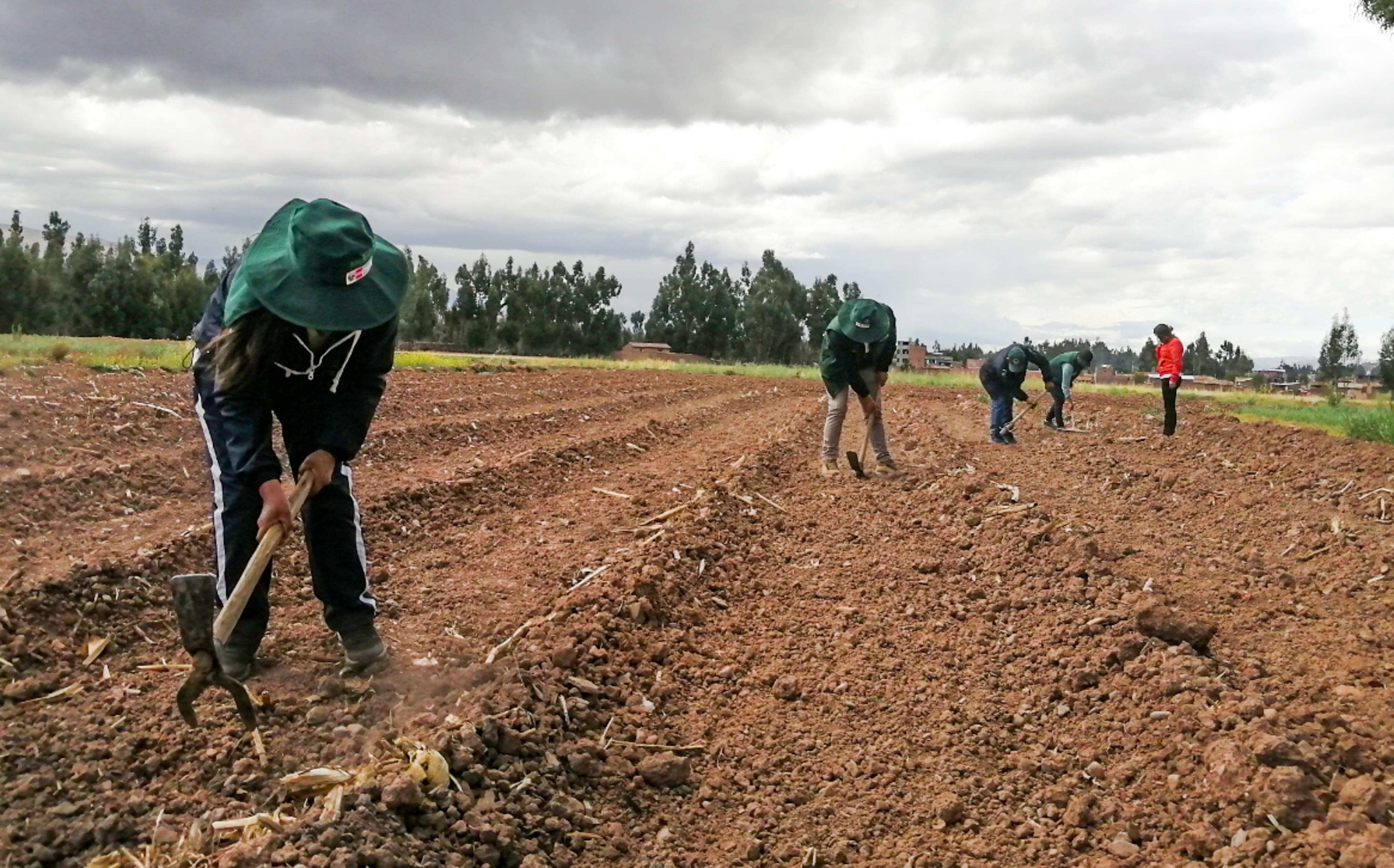 Midagri alista Encuesta Nacional de Intenciones de Siembra