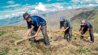 Cosecha sin plaguicidas: técnicas para alimentos más seguros y saludables