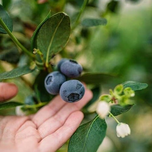 China y Europa forman parte de los mercados que AgroBerries busca fortalecer con su nueva estrategia varietal. (Foto: Agroberries)