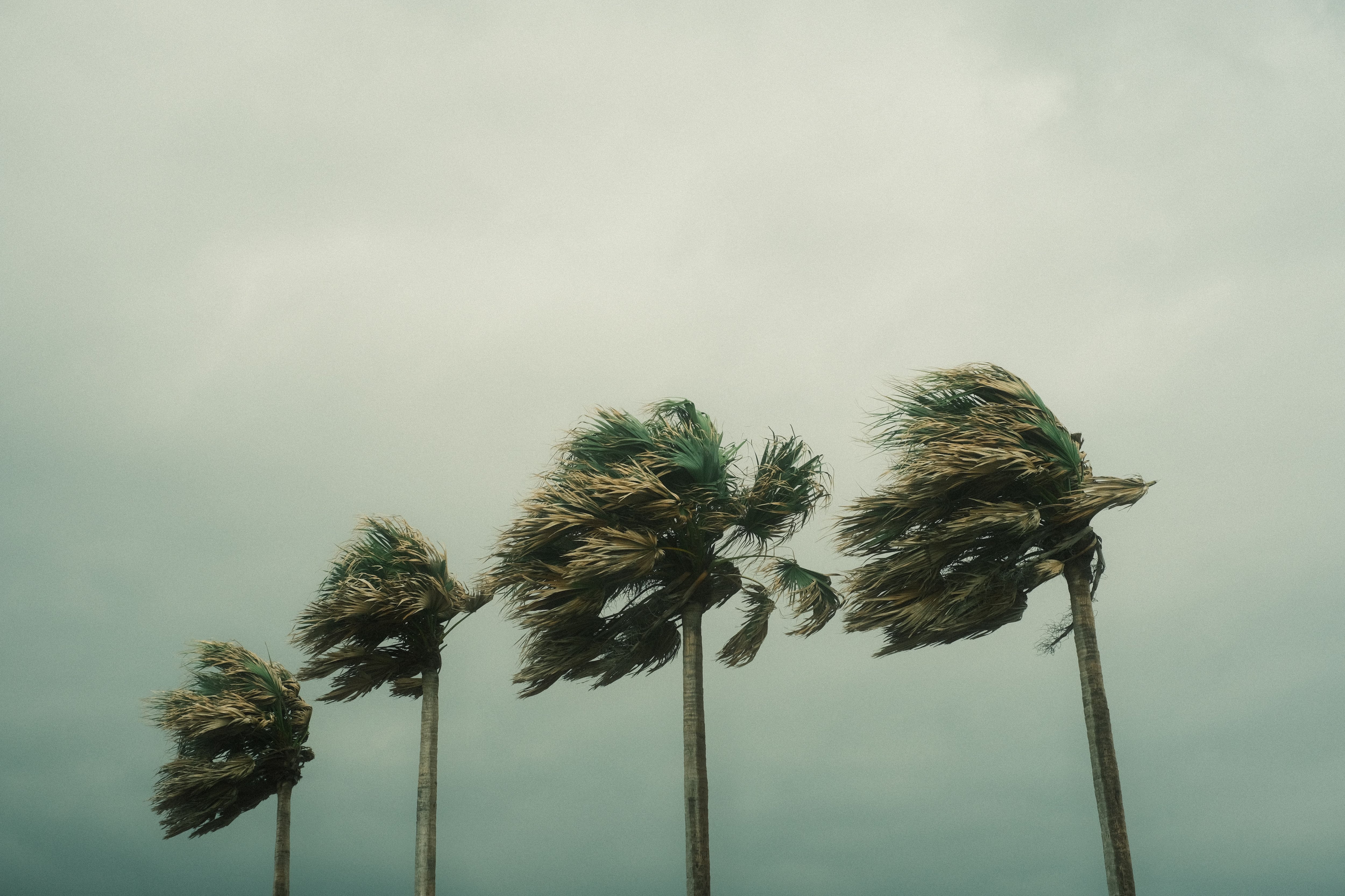 Se espera que los vientos superen velocidades de 74 mph en las áreas mencionadas. (Crédito: Pexels / Imagen referencial)