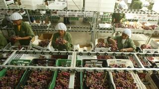 Ecosac apuesta por impulsar su producción de uvas este año
