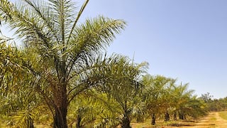La macaúba: la planta que busca revolucionar los biocombustibles de la aviación
