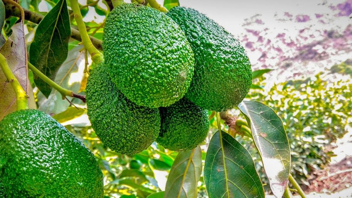 Exportaciones de palta Hass crecen 6.1% en primer semestre: Países Bajos y España lideran destinos