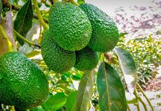 Exportaciones de palta Hass crecen 6.1% en primer semestre: Países Bajos y España lideran destinos