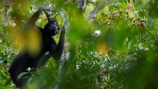 Cambio climático será la principal causa del declive de biodiversidad 