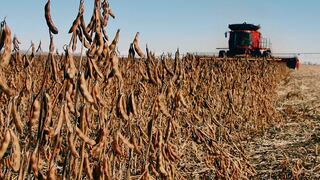 Lluvias aliviarían a campos argentinos de soja y maíz a fines febrero