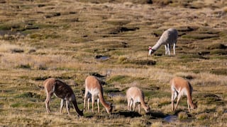 Ganadería de Arequipa en alerta tras muertes de alpacas por friajes