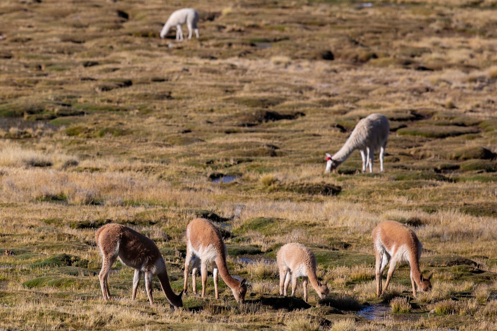 En la actualidad se reporta en el día hasta seis muertes de estos animales por frío, sequía y caída de rayos. (Foto: Richard Hirano)