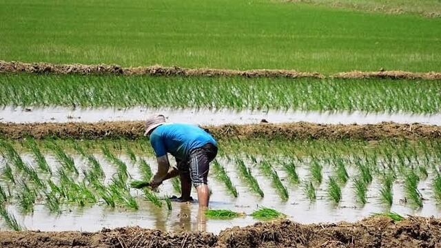 Interoc busca desarrollar semillas de arroz en el Perú: la estrategia detrás