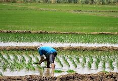 Interoc busca desarrollar semillas de arroz en el Perú: la estrategia detrás