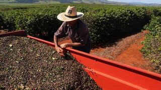 Campos de café, caña y maíz de Brasil se salvan de las heladas, según meteorólogos