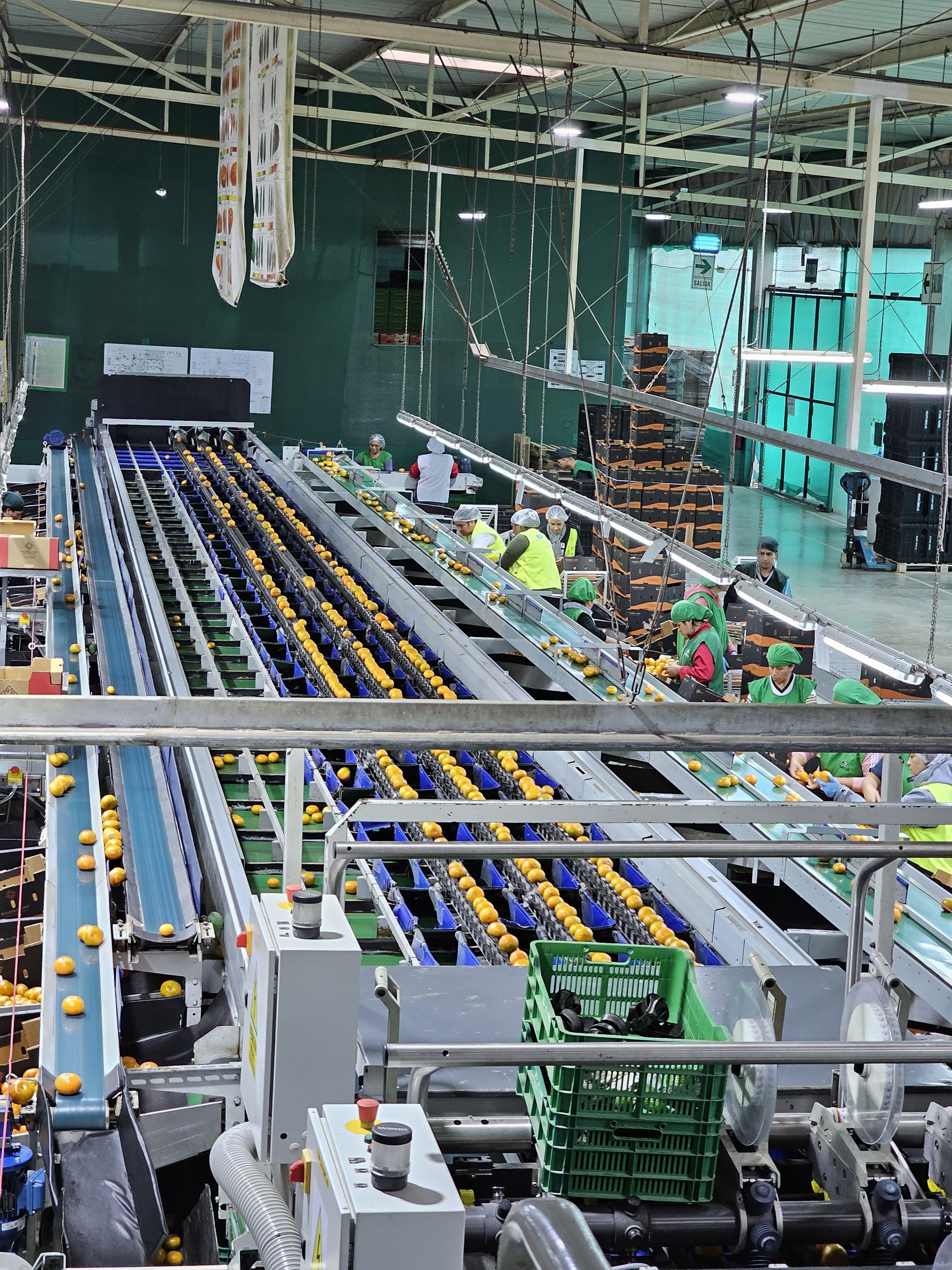 El tipo de empaque que usa la empresa son las cajas de cartón de 4 kilos o bandejas de plástico de 10 kilos para las paltas, cajas de 15 kilos para las mandarinas y vines de madera para las naranjas.