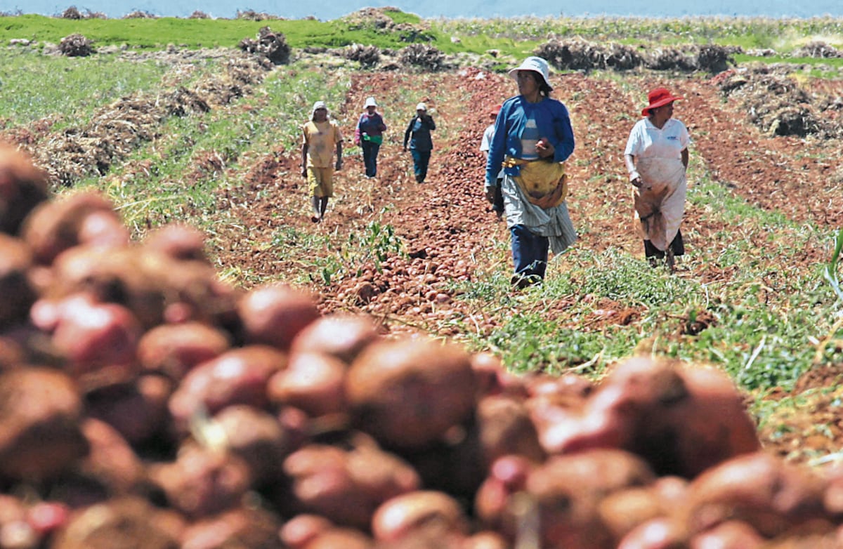 Agro en Perú “temblaría” más allá del verano 2027 por El Niño. FOTO: GIANCARLO SHIBAYAMA/ EL COMERCIO