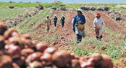 Agro en Perú “temblaría” más allá del verano 2027 por El Niño: esto alerta el Midagri