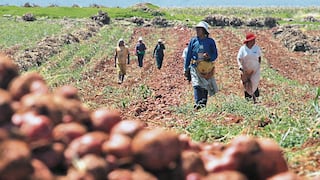 Agro en Perú “temblaría” más allá del verano 2027 por El Niño: esto alerta el Midagri