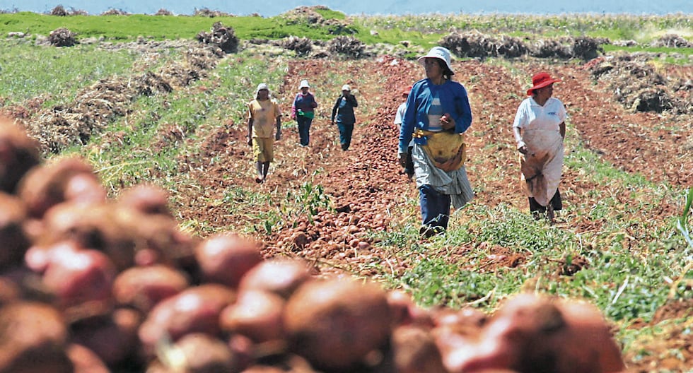 El Niño 2027: impacto en el agro peruano y perspectivas de producción