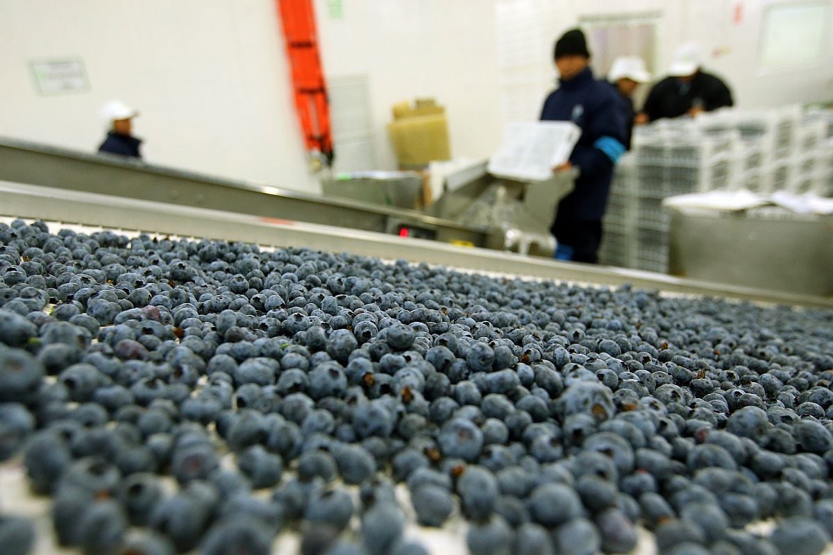 Precio de arándanos podría bajar, tras repunte de producción de las agrícolas, advirtió Agrícola Santa Azul. (Foto: GEC)