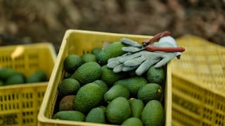 Regiones exportadoras en el top: el efecto de la “milla extra” que le falta al Estado