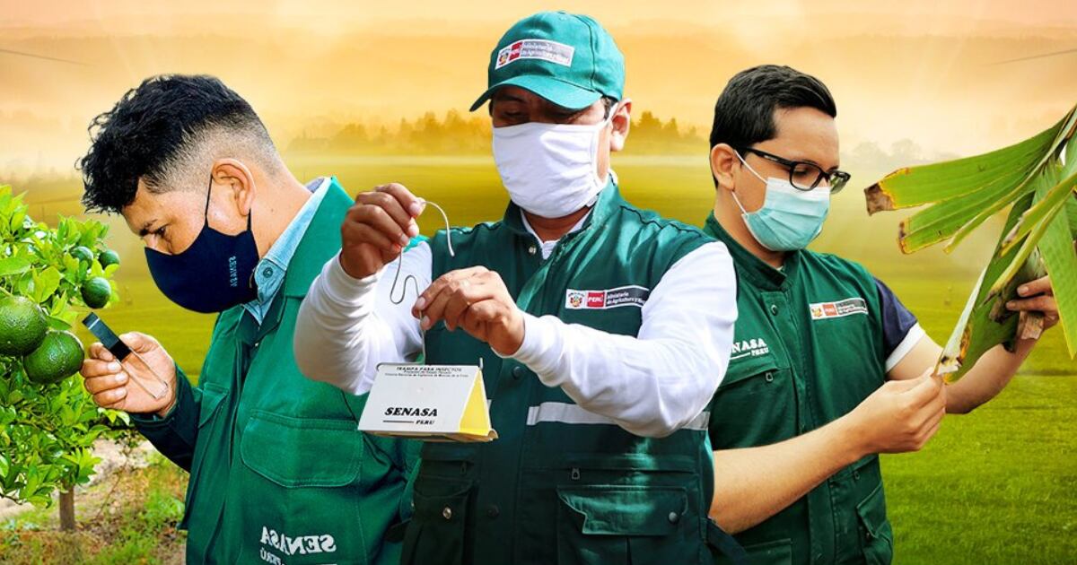Senasa dispone de 10 plazas de trabajo para diferentes regiones del Perú. Foto: Senasa