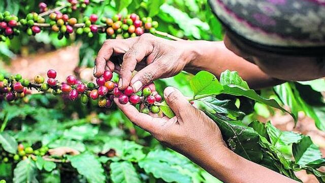 Volumen de exportaciones de café caen 11.43% y cosecha registra 3% menos en relación al 2018