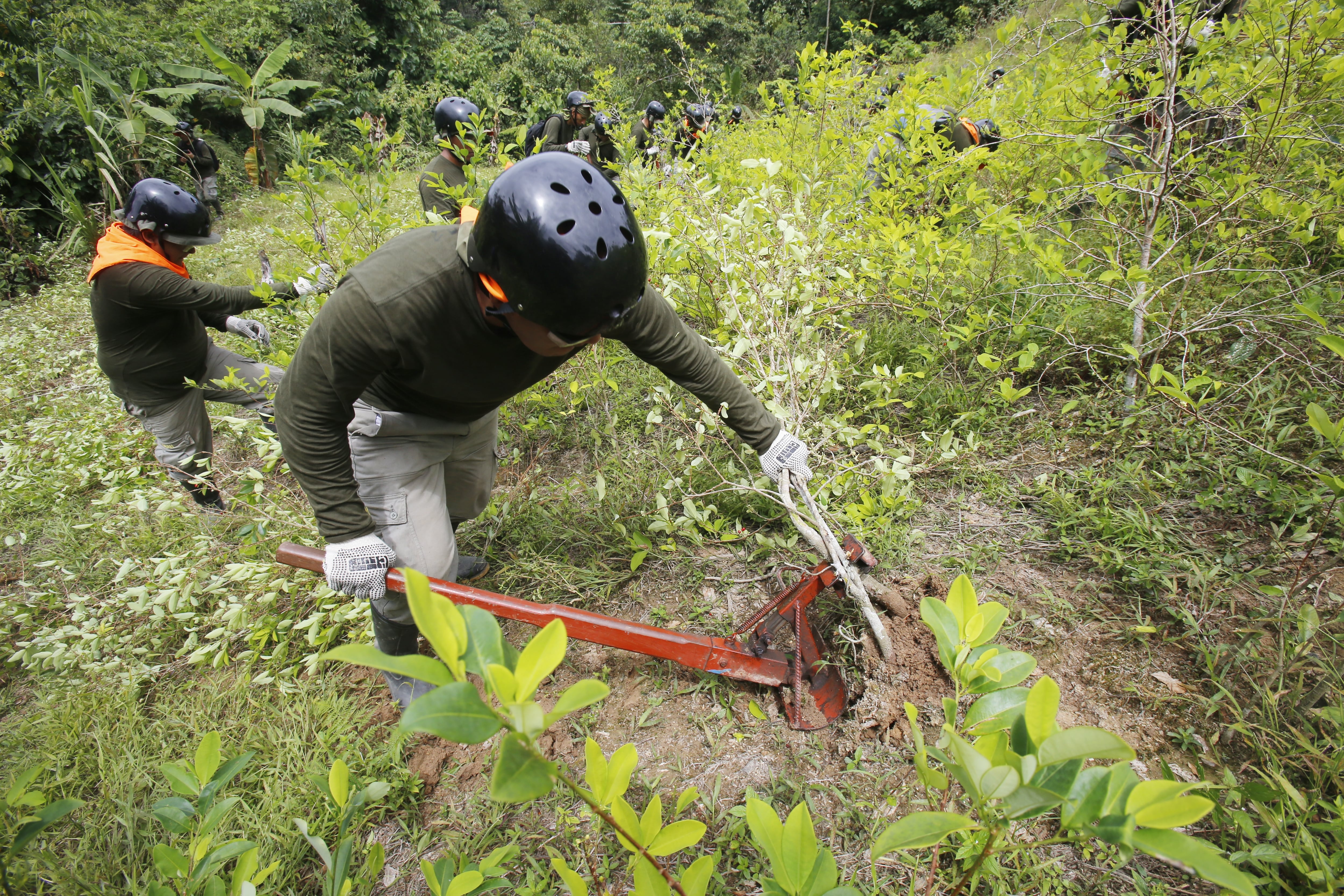Crecen cultivos de hoja de coca en el país altiplánico; mientras en Perú también aumentan las hectáreas cultivadas. FOTO: DANTE PIAGGIO D / EL COMERCIO