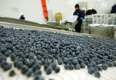 Agroextiende mira inversionistas chinos y chilenos para potenciarse como agroexportador