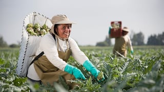 Danper afina proyecto para nueva planta de conservas en Chincha