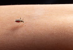 Brasil suspende vacuna del dengue por su relación con muertes y pacientes graves