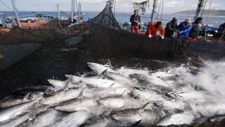 Más oferta peruana de atún en góndolas: cuánto bajarían los precios de las conservas y por qué