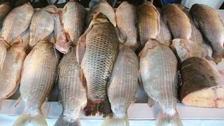 FAO alerta por virus de la tilapia, pescado popular en Colombia y Ecuador