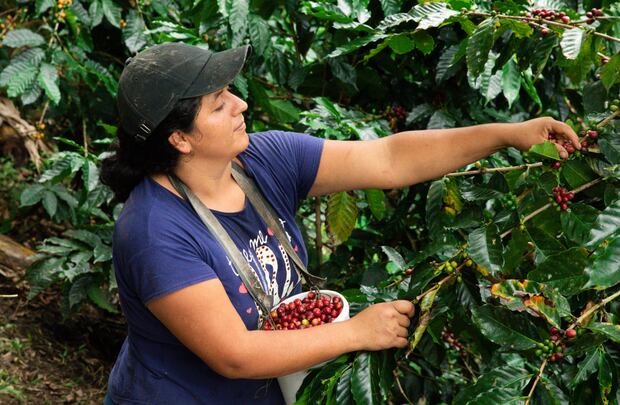 Photograph provided by Proamazonia showing a woman harvesting coffee. Ecuador has established itself as one of the world's pioneering countries in sustainable, deforestation-free production and has coffee and cocoa as its great emblems, products that have made their way into the European Union (EU) by demonstrating that their farmers have prevented the felling of thousands of hectares of Amazon rainforest. EFE/ Proamazonia /