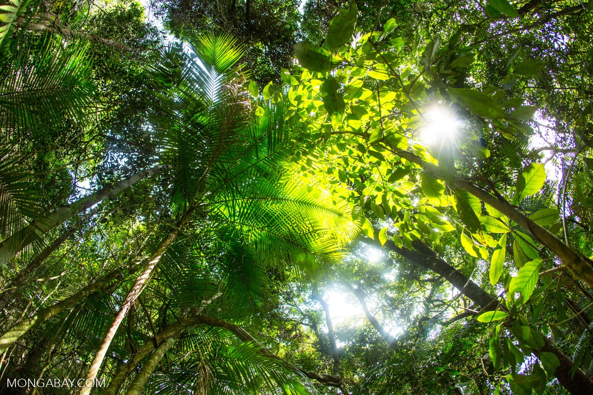 La iniciativa contempla contratos de cesión en uso para sistemas agroforestales de hasta 100 hectáreas, por un máximo de cuarenta años renovables. Foto: Rhett A. Butler