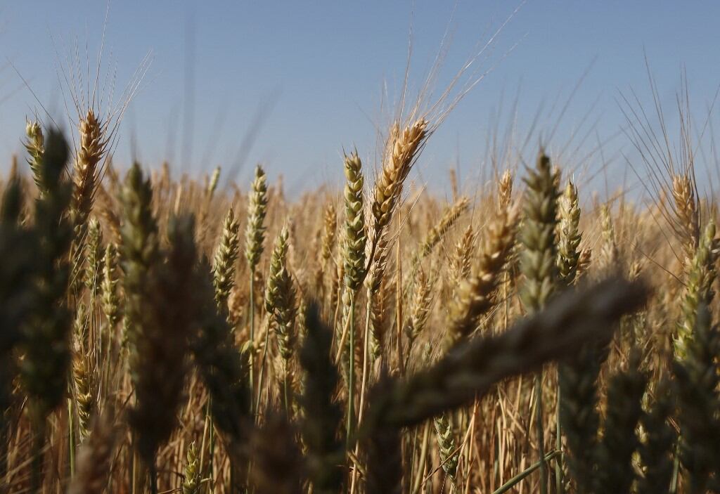 Esta fotografía tomada el 14 de junio de 2022 muestra espigas de trigo en un campo cerca de Izmail, en la región de Odessa, en medio de la invasión rusa de Ucrania.