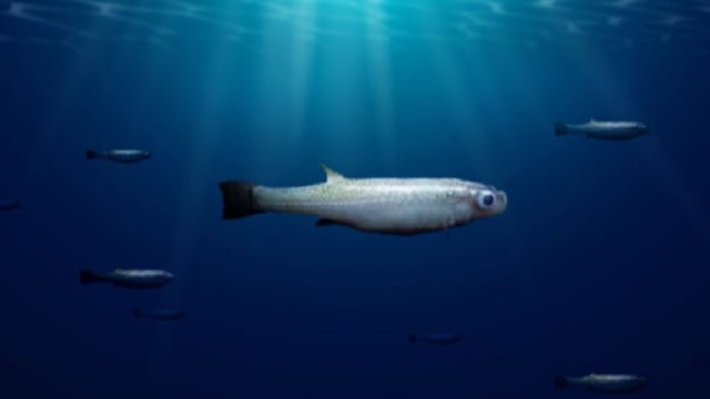 Puno: establecen veda reproductiva del pescado ispi hasta abril de 2024