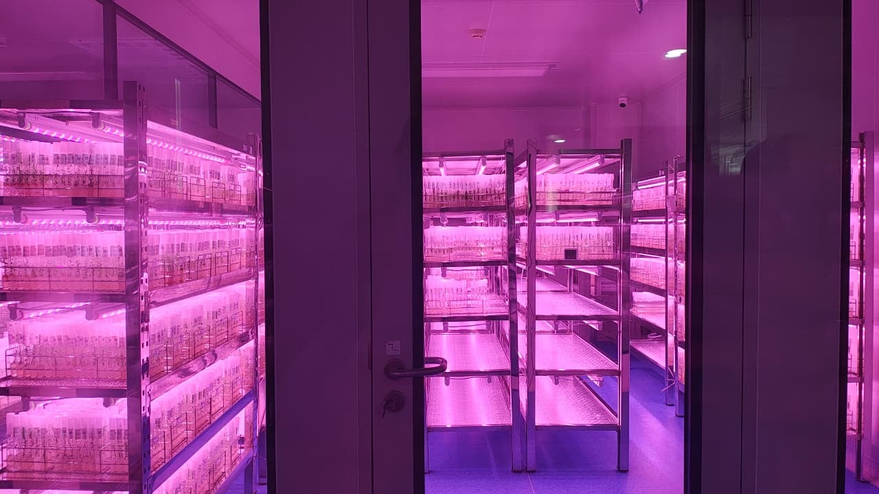 Gestión visitó la sede de International Potato Center en China y comprobó que la transformación de la papa empieza mucho antes de llegar al campo. (Foto: Camila Vera)