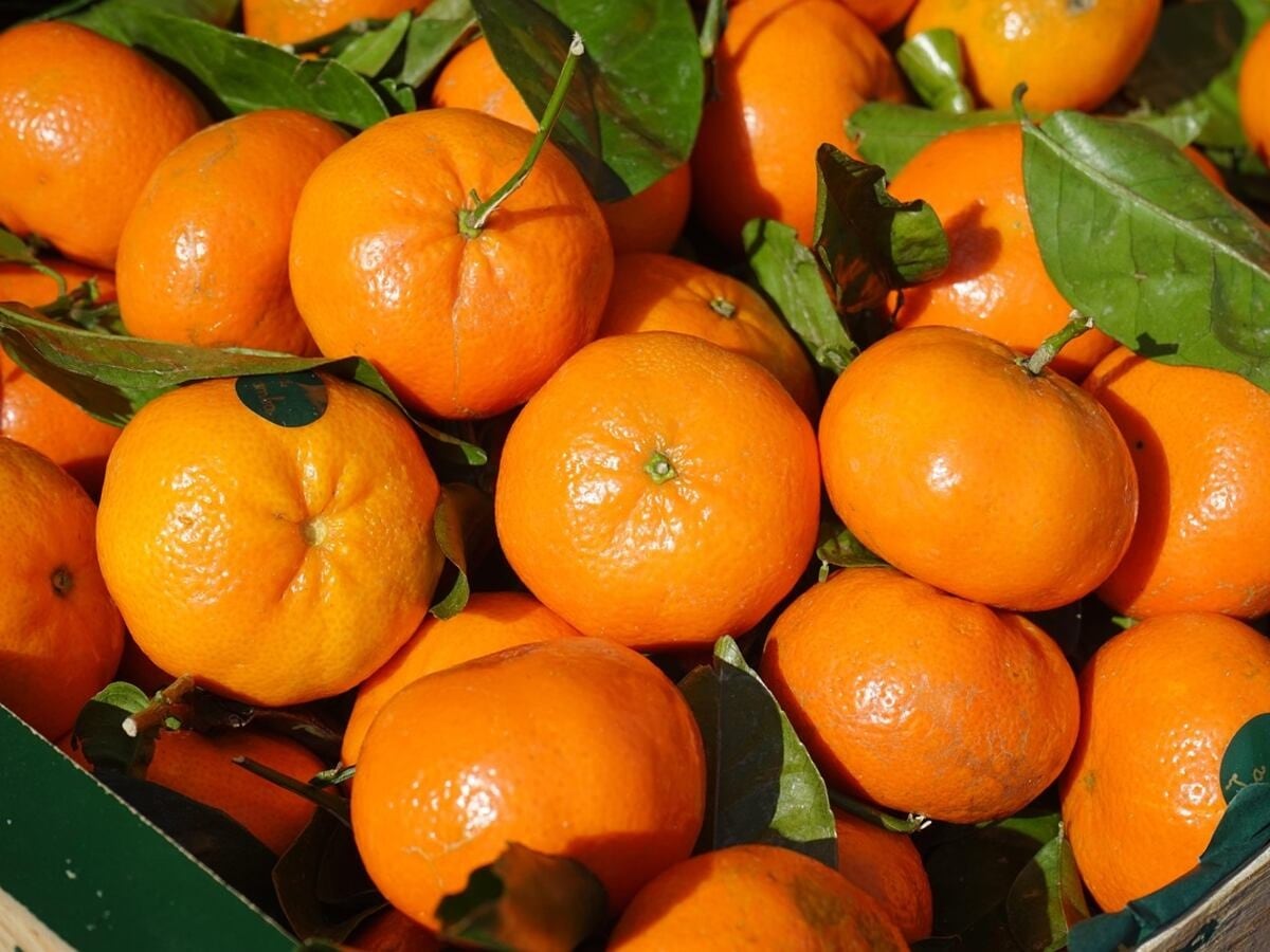 La última campaña de mandarina de Prive cerró con alrededor de 50 contenedores enviados principalmente a México y Colombia, además de Miami.