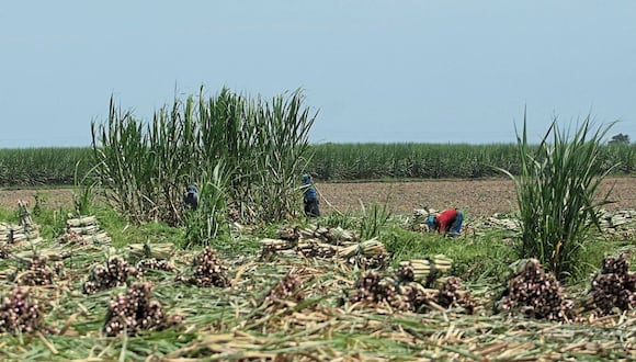 Agrícola Cayaltí busca cambiar su negocio de caña de azúcar por una actividad de agroexportación a través de Inversiones Yarabamba. (Foto: GEC)