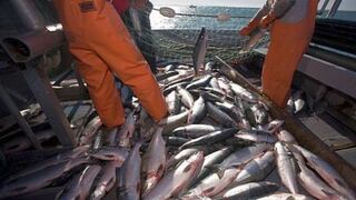 Pesca: Perú incrementa cuota para pesca de jurel fuera de las 200 millas