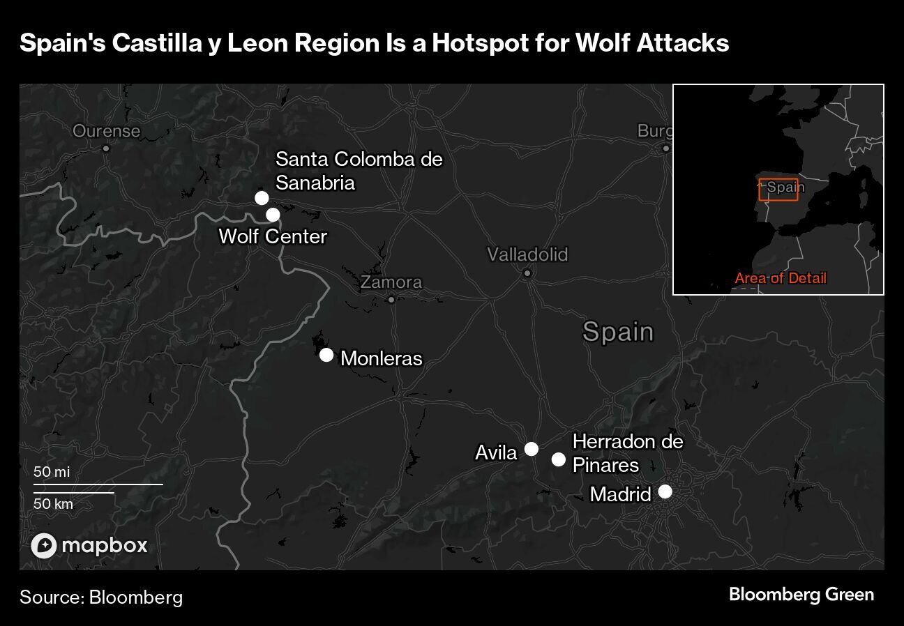 La región española de Castilla y León es un punto crítico para los ataques de lobos.