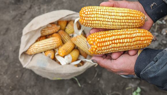 La producción de maíz amarillo es el sustento de más de 198,000 pequeños productores de 16 regiones. (Foto: Midagri)