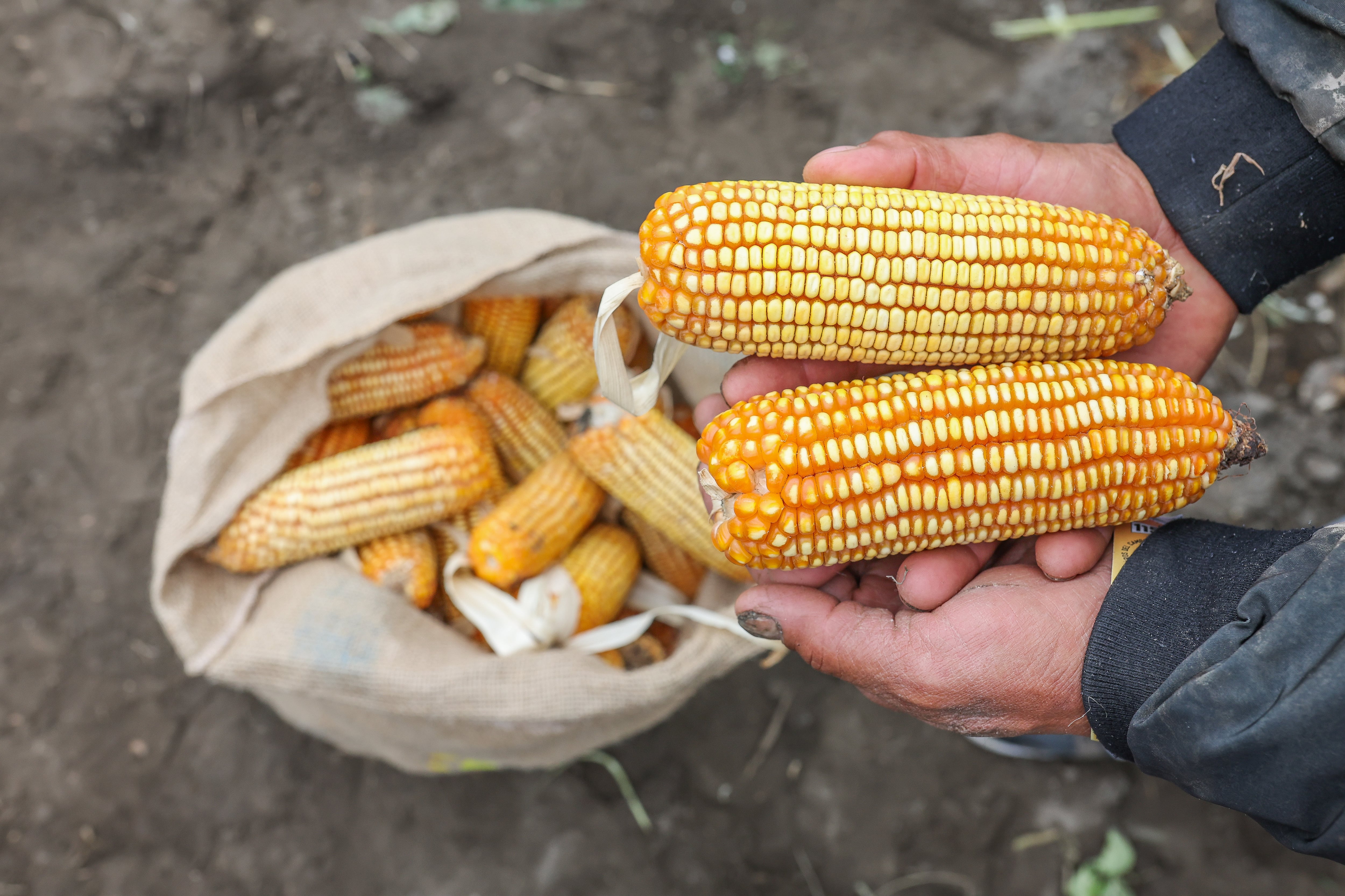 La producción de maíz amarillo es el sustento de más de 198,000 pequeños productores de 16 regiones. (Foto: Midagri)
